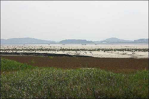 증석 지역에 새로 분포된 칠면초 군락 